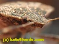 /home//u458753944/public_html/sourcegallery//////////Insects and small critters/aphids cicadas lanternflies and true bugs (Hemiptera)/PC250036.JPG